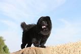 CHOW CHOW 045